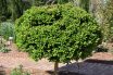 Boxwood Tree