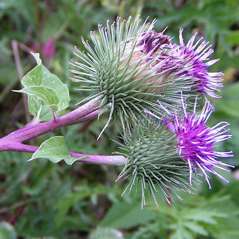 burdock-definition-of-burdock