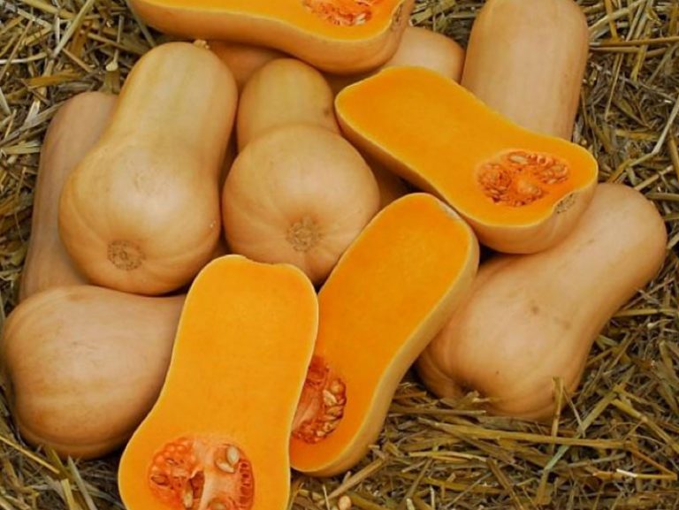 butternut-definition-of-butternut