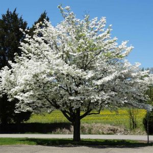 Dogwood - Definition of Dogwood