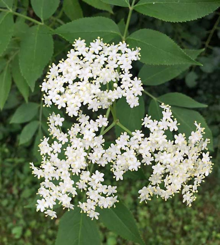 elderflower-definition-of-elderflower