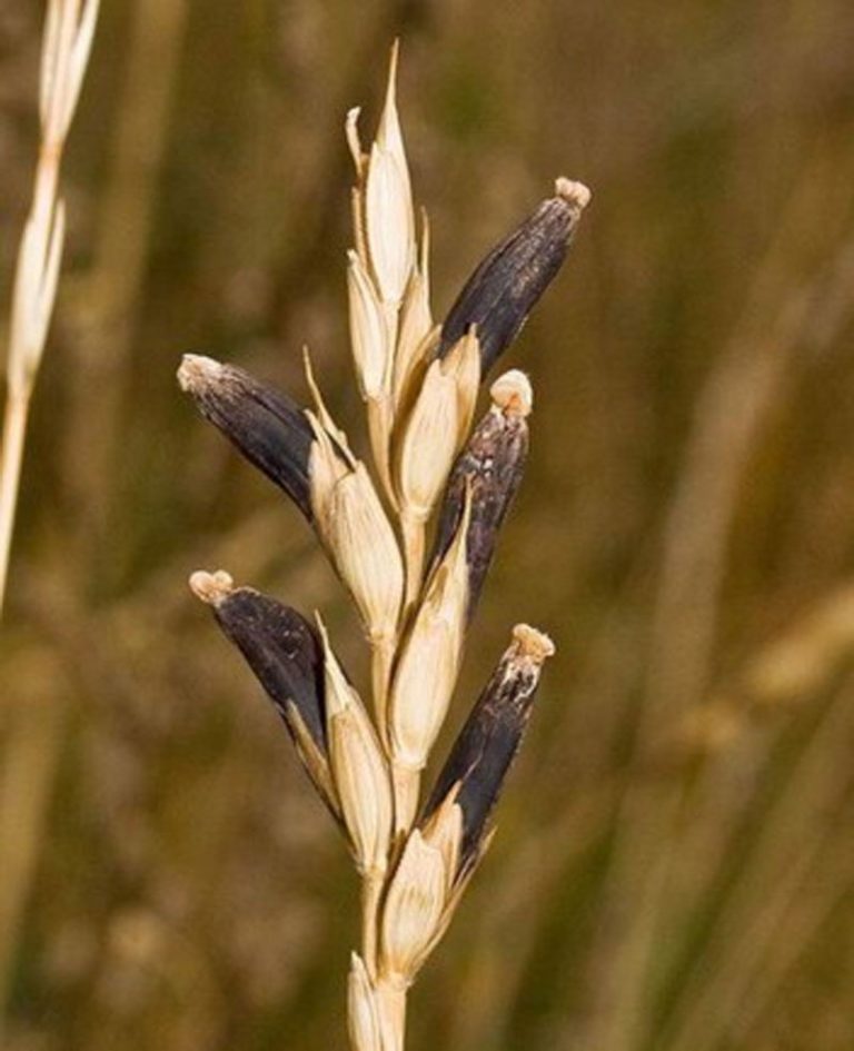 ergot-definition-of-ergot