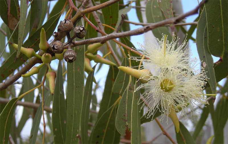 eucalyptus-definition-of-eucalyptus