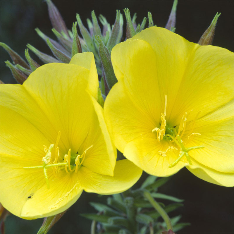 evening-primrose-definition-of-evening-primrose