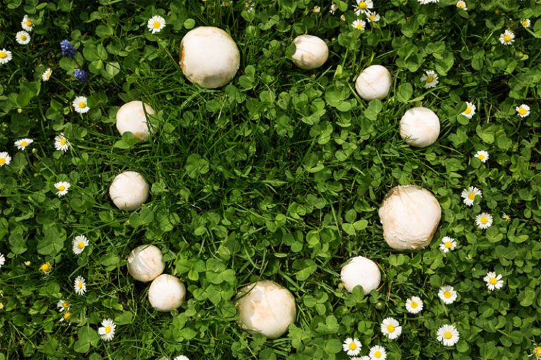 Fairy Ring Definition Science