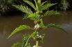 Gipsywort