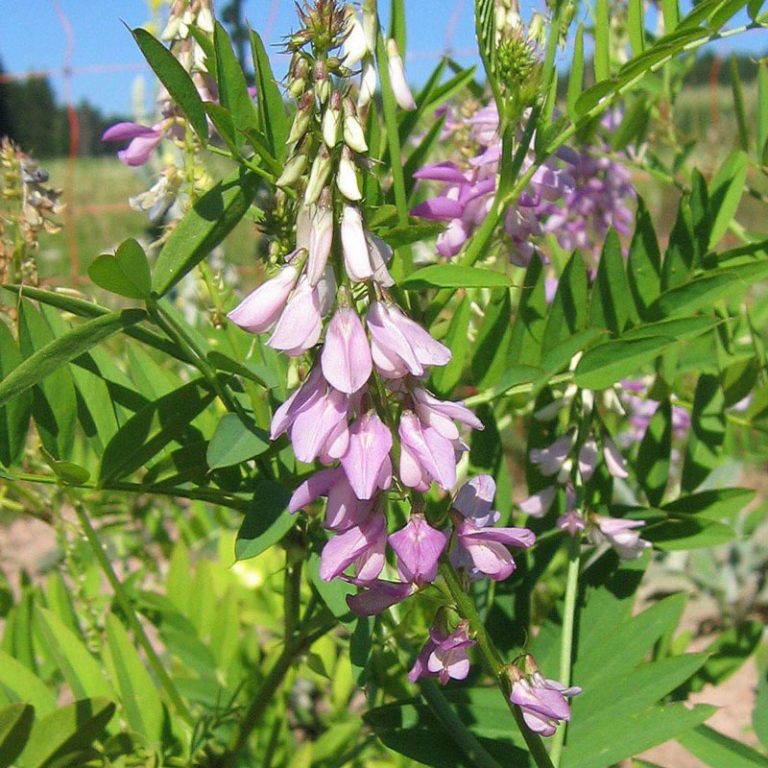 Goats Rue - Definition of Goats Rue