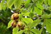 Horse Chestnut