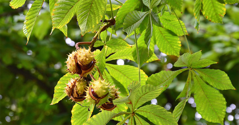 horse-chestnut-definition-of-horse-chestnut