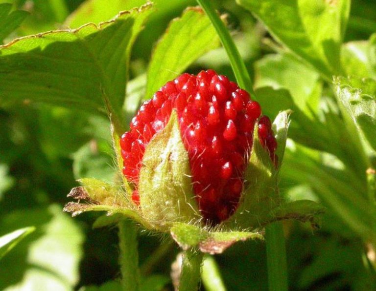 Indian Mock Strawberry - Definition of Indian Mock Strawberry