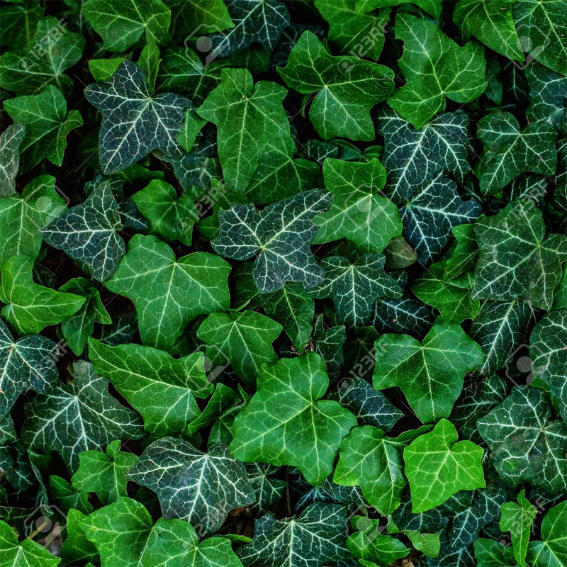 What Do Ivy Leaves And Fruit Look Like