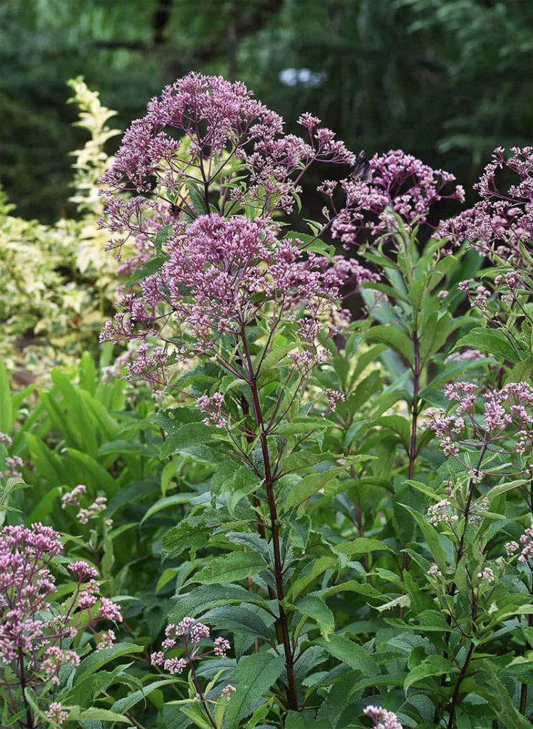 joe pye weed photos Joe pye weed 101 how & why to grow this native