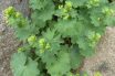 Lady’s Mantle