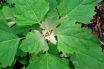 Lambs Quarters (Chenopodium album)