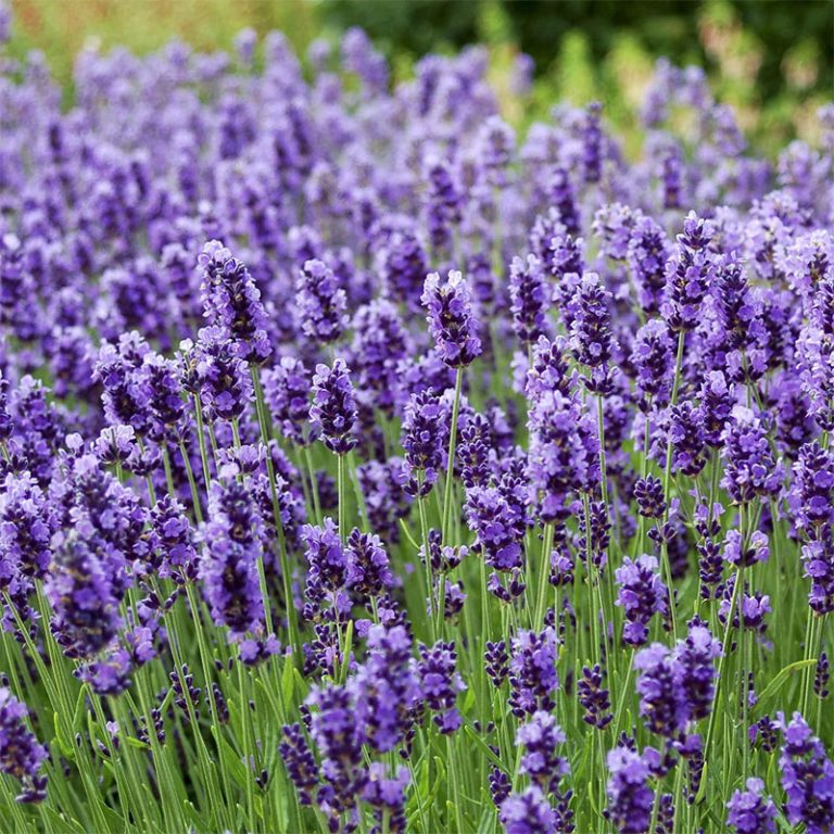 Lavender - Definition of Lavender