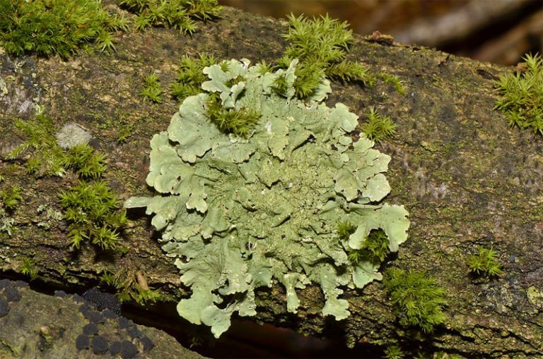 Lichens Meaning