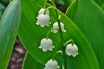 Lily of the Valley (Convallaria majalis)