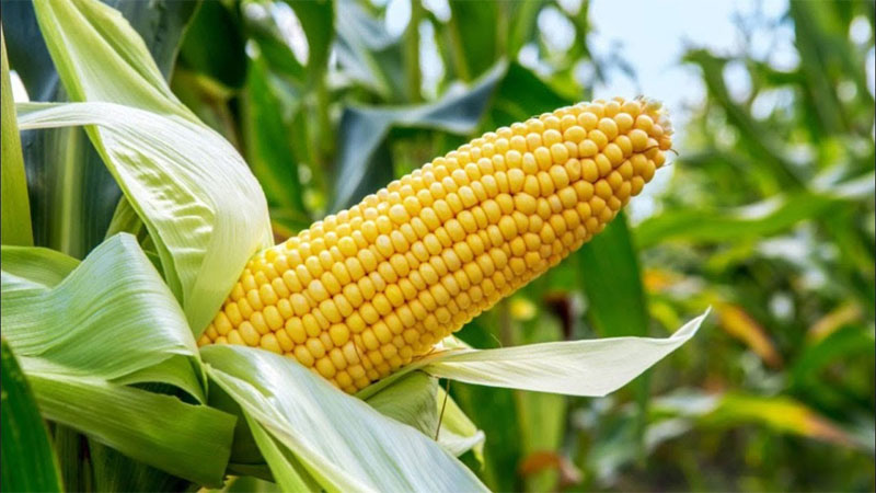 Maize Meaning In English