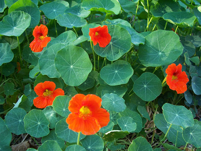 Nasturtium - Definition of Nasturtium