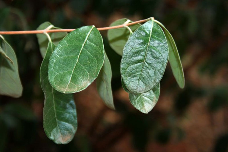 Oval Leaf Definition Of Oval Leaf