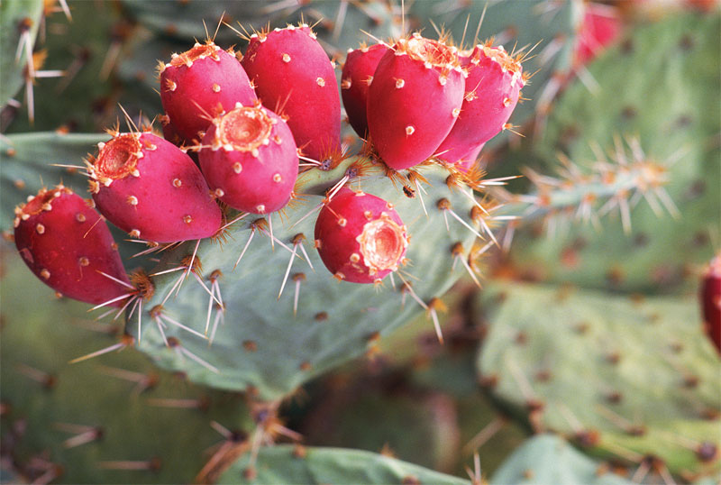 What Is The Definition Of Prickly