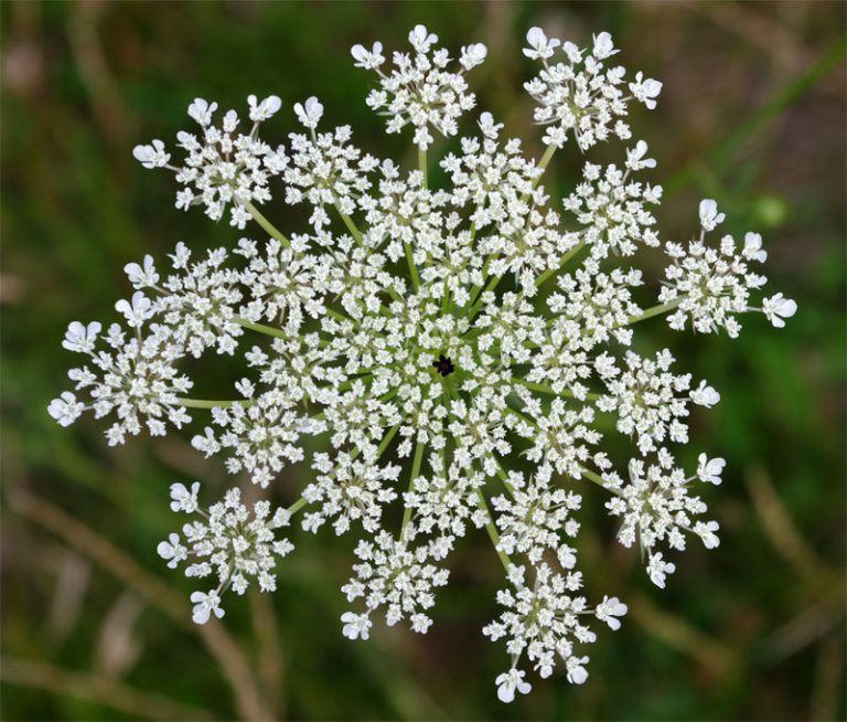 Queen Anne S Lace Daucus Carota Definition Of Queen Anne S Lace