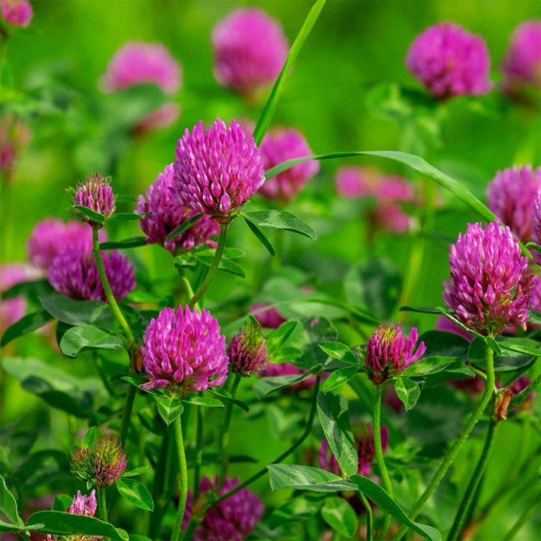 red-clover-definition-of-red-clover