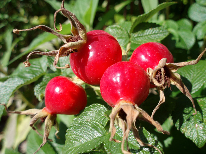 rose-hips-definition-of-rose-hips