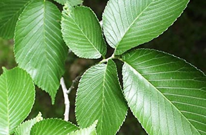 Slippery Elm - Definition of Slippery Elm