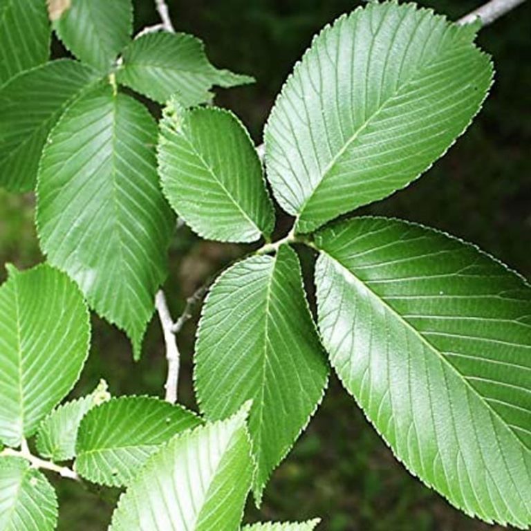 Slippery Elm - Definition of Slippery Elm