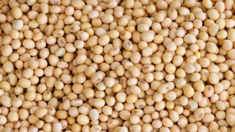 Soybean - Definition of Soybean