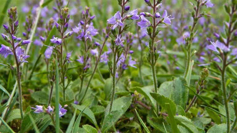 Speedwell (Veronica officinalis) - Definition of Speedwell (Veronica ...