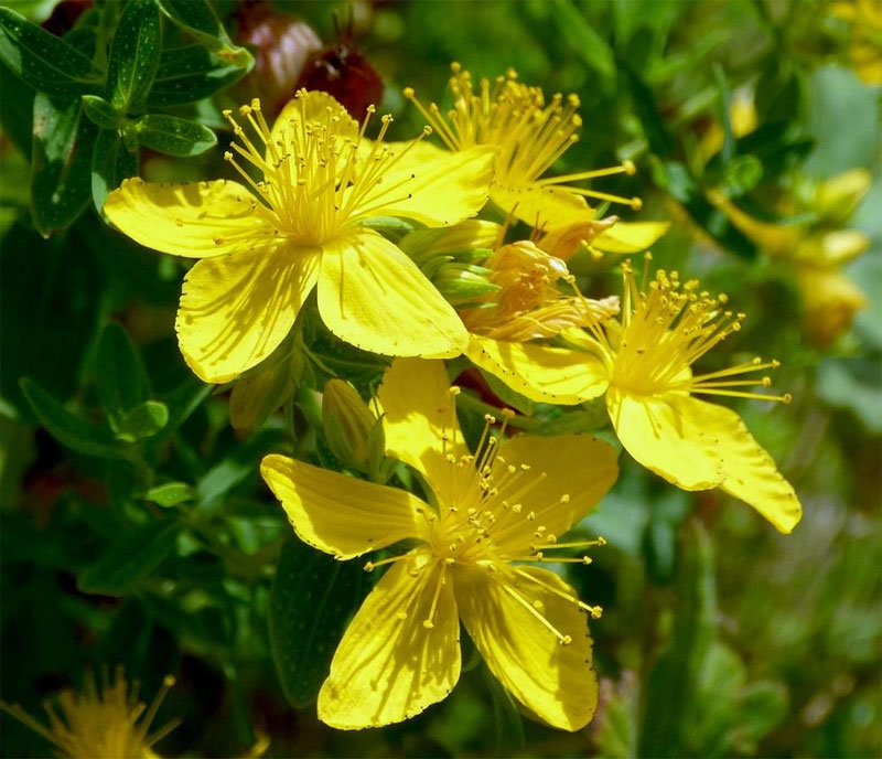 St. John's Wort - Definition of St. John's Wort