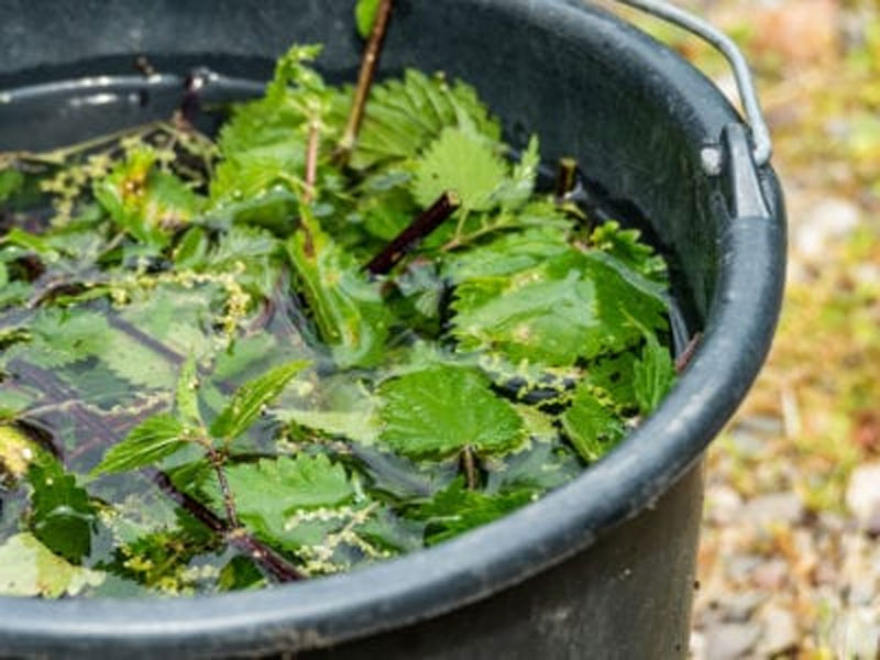 stinging-nettle-slurry-definition-of-stinging-nettle-slurry