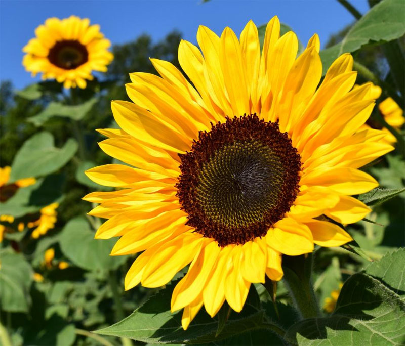 Sunflower - Definition of Sunflower