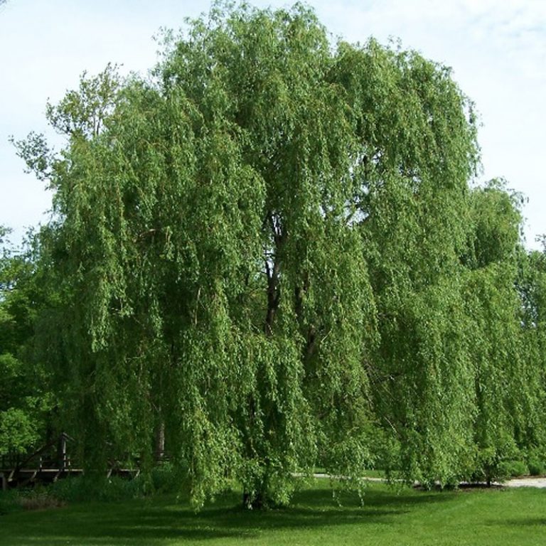 willow-definition-of-willow