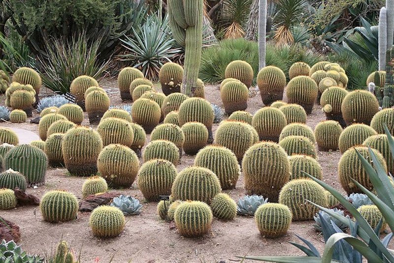 Cactus - Definition of Cactus