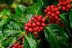 Coffea arabica