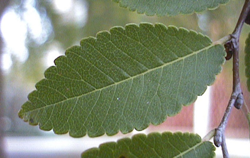 Leaf Margin Definition Of Leaf Margin