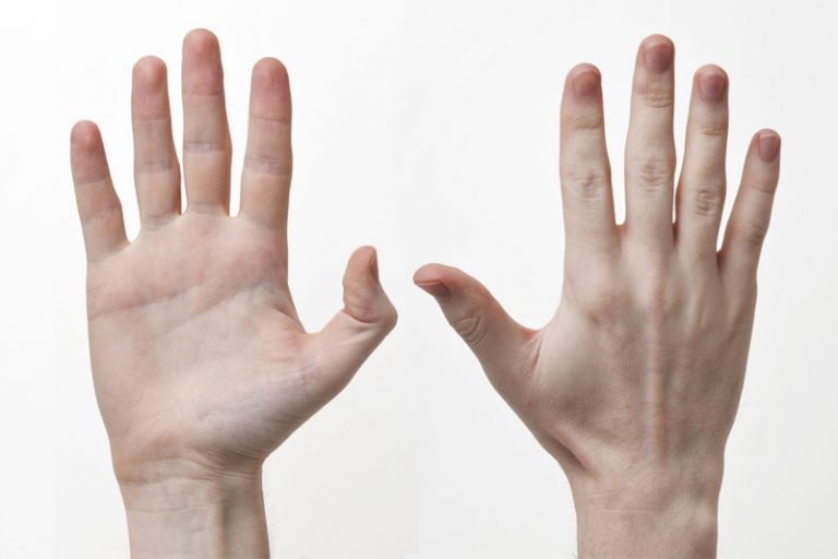 hand-definition-of-hand