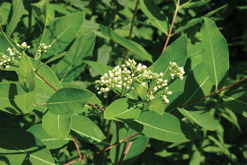 indian-hemp-definition-of-indian-hemp