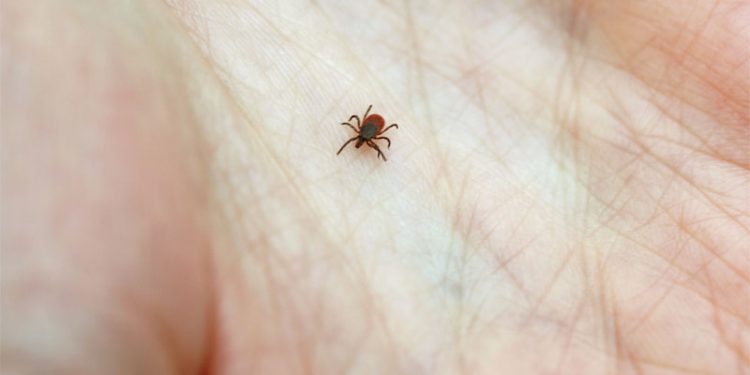 Understanding Ticks in JavaScript and Nodejs A Definitive Guide - Tick - Definition of Tick