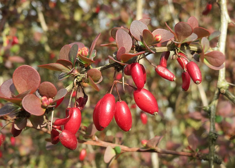 Barberry