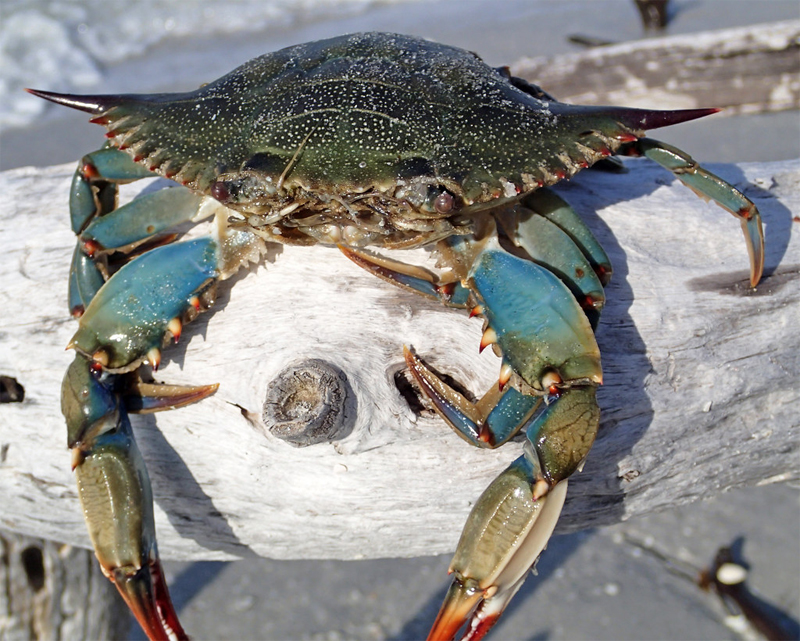 Blue crab