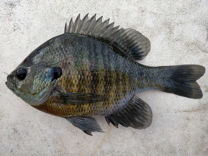 Bluegill