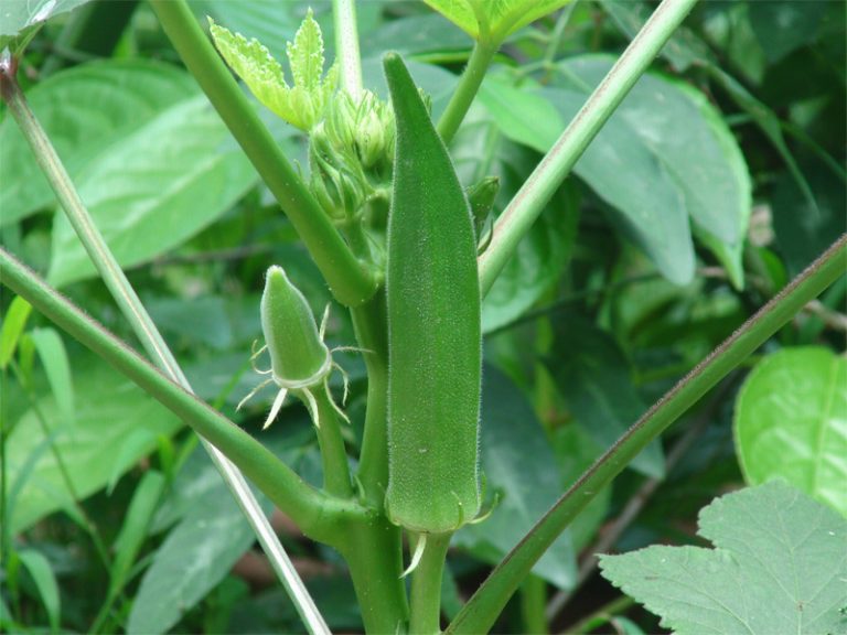 Okra Definition of Okra